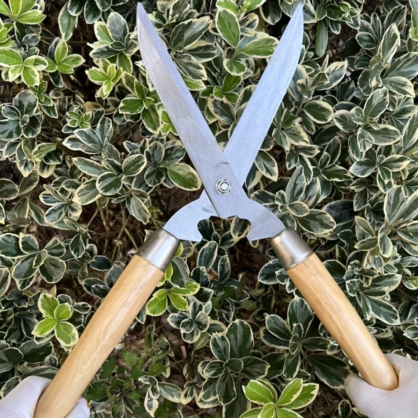 Hedge Shears 11-Inch Extra-Long Carbon Steel Blade, Heavy Duty Garden Scissors with Ergonomic Walnut Handle for Lawn Edging, Bushes, Hedges & Topiary Trimming