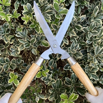 Hedge Shears 11-Inch Extra-Long Carbon Steel Blade, Heavy Duty Garden Scissors with Ergonomic Walnut Handle for Lawn Edging, Bushes, Hedges & Topiary Trimming