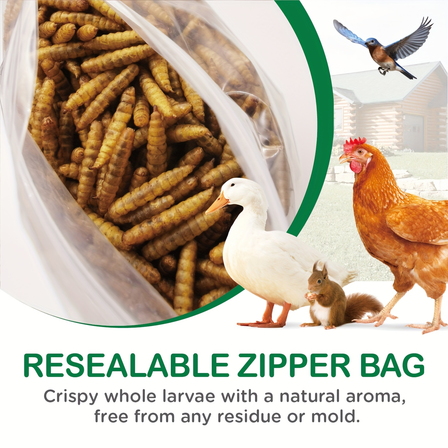Dried Black Soldier Fly Larvae 10 LBS High Calcium Chicken Feed