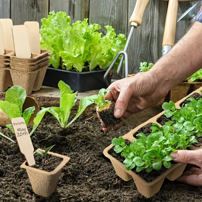 Peat Pots Seed Starter 100pcs Square Biodegradable Paper | Germination Trays with Peat Substrate for Herbs Cacti Flowers | Indoor Outdoor Transplanting