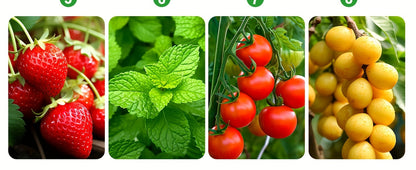 Seed Starter Kit with Grow Light LED | Indoor Mini Greenhouse Germination