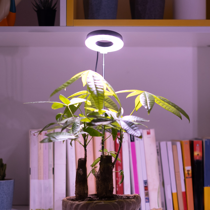 Magnetic Grow Light with 360° Adjustable Head – Full Spectrum Plant Growth Lamp with Auto Timer, 4-Level Dimmer & Adjustable Height for Indoor Herbs, Flowers & Seedlings, 2pc or 6pc