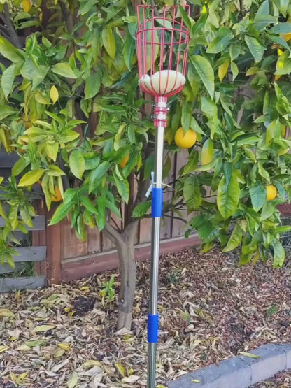 Fruit Picking Pole with Basket 8FT Height Adjustable - Fruit Catcher Tree Picker for Mango, Lemon, Orange, Apple & More - Long Reach Orchard Harvesting Tool for Tall Trees
