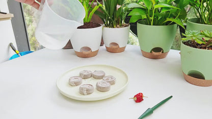 Peat Pellets Seed Starter 35mm Compressed | 50/100pcs Expandable Coir Discs for Seedlings Vegetables Flowers Herbs | Indoor Outdoor Seed Starting